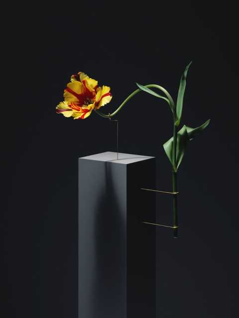 Carl Kleiner | PICDIT #flower #photo #photography