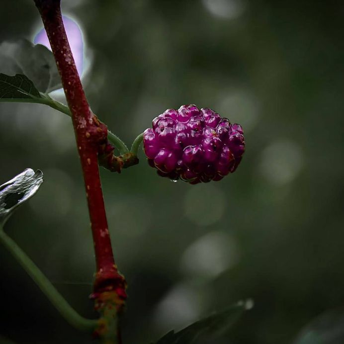 Breathtaking Flower Pictures by Photographer Matthew Busel