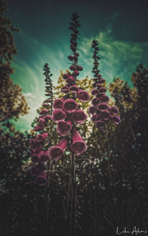 Foxgloves by Purpleskulls