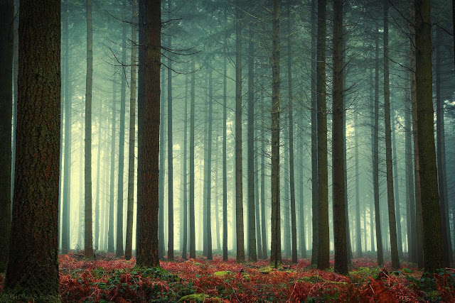 Mystical and Beautiful Forest Photography by Patrice Thomas