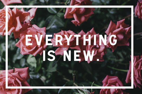 Everything is new. #new #davis #carson #signal #is #urw #photography #brown #everything #typography