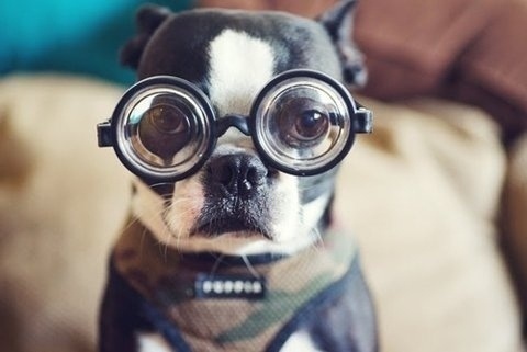 FFFFOUND! #fun #dog