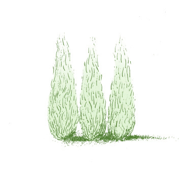 Spanish trees. Inspired by our train ride from Paris to Barcelona. #BARCELONA #DRAWING #ILLUSTRATION #PARIS #SPAIN #SPANISH #TRAVEL #TREES