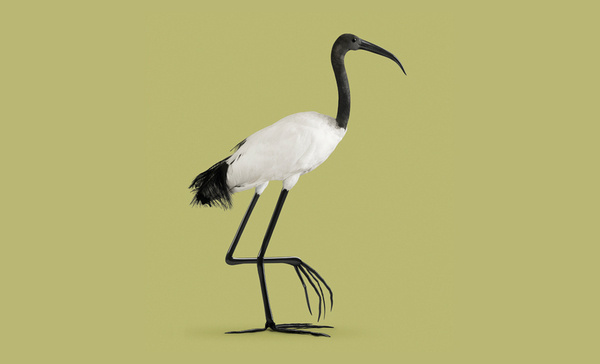 Vincent Fournier: Engineered Species — Collate #color