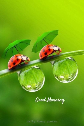473 Best good morning photos by sonusunariya | HappyShappy