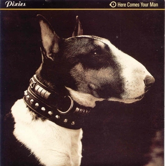 tumblr_m05x0lwmde1qzezj5o1_1280.jpg (1068×1069) #cover #dog