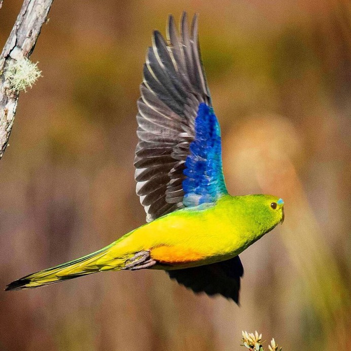 Birds of Australia: Beautiful Birds Photography by Barry Baker