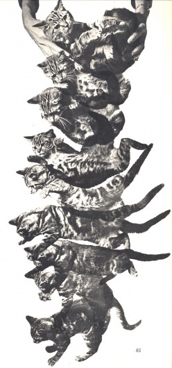 @Ben_Smith_123 #motion #photography #cat