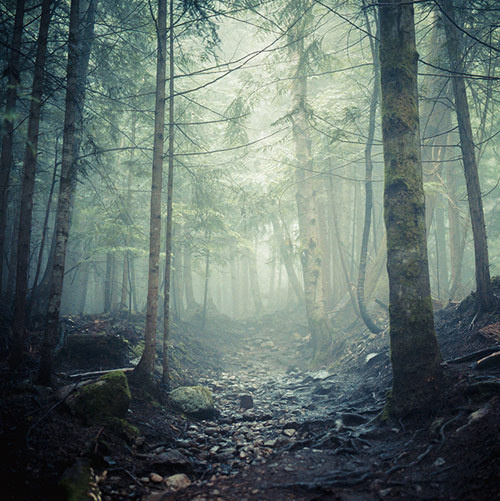 vancouver based photographer andy grellmann #spines #path #mist #photography #pebbles #forest #trees
