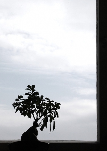 manuelnieberle. #silhoutte #photography #tree