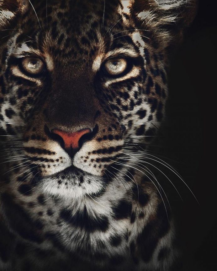 Unforgettable Portraits of Wild Animals by Shaaz Jung