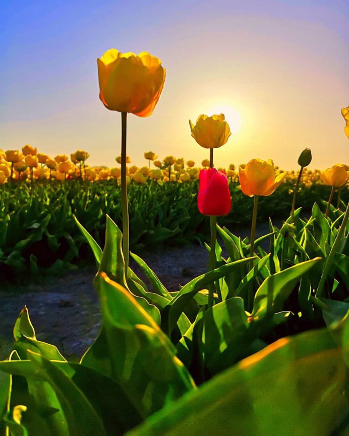 #pinktulips: Fantastic Flower Photography by Dirk Jan Piersma