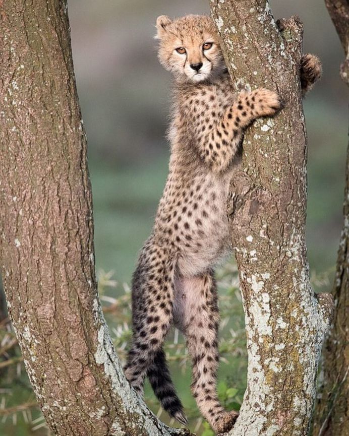 Unforgettable Portraits of Wild Animals by Melissa Groo