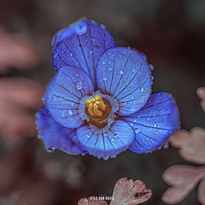 Beautiful Macro Flowers Pictures by Kyle van Bavel