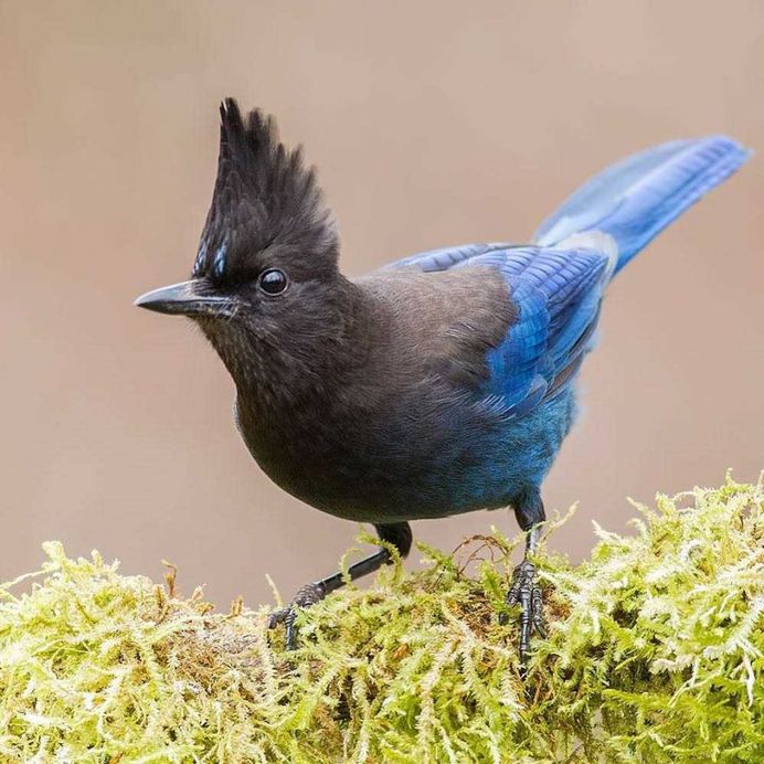 Sunil Gopalan Captures Striking Photos of Birds on Five Continents