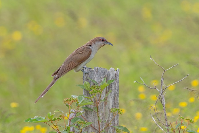 Black billed Cuckoo