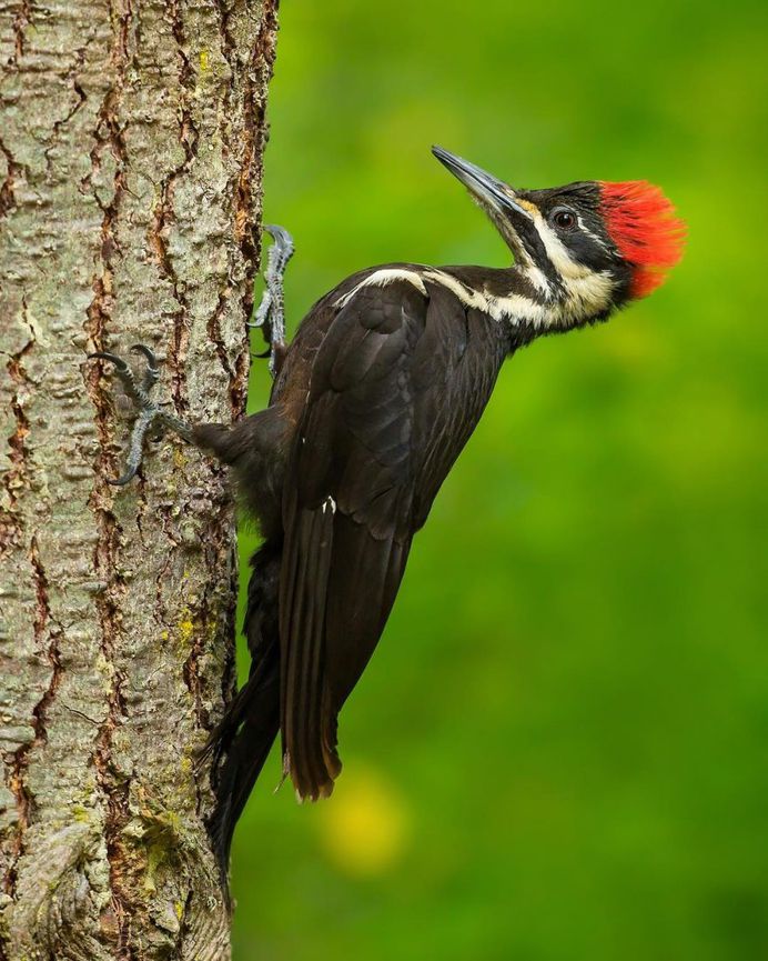 Pileated Woodpecker