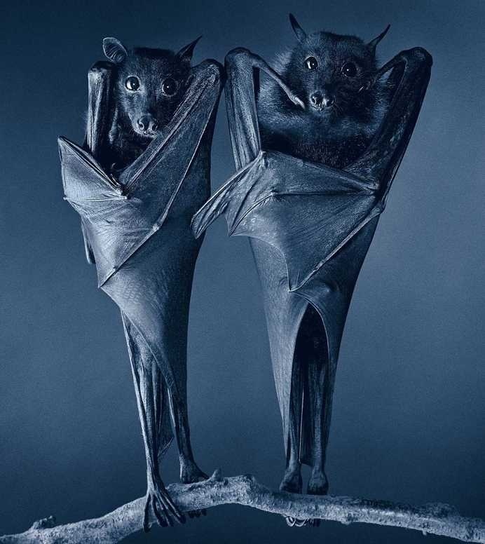 More Than Human by Tim Flach #inspiration #photography #animal