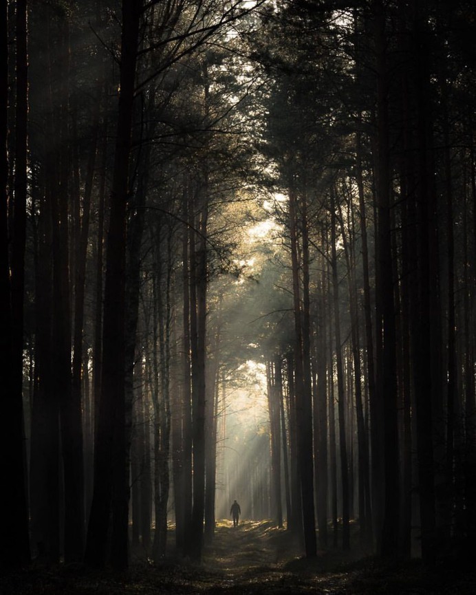 Breathtaking Forest Photography by Jakub Wencek