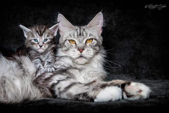 Robert Sijka Captures Stunning Portraits of Maine Coon Cats
