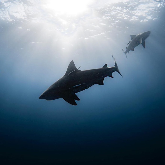 Handsome Underwater Photography by Jason Washington