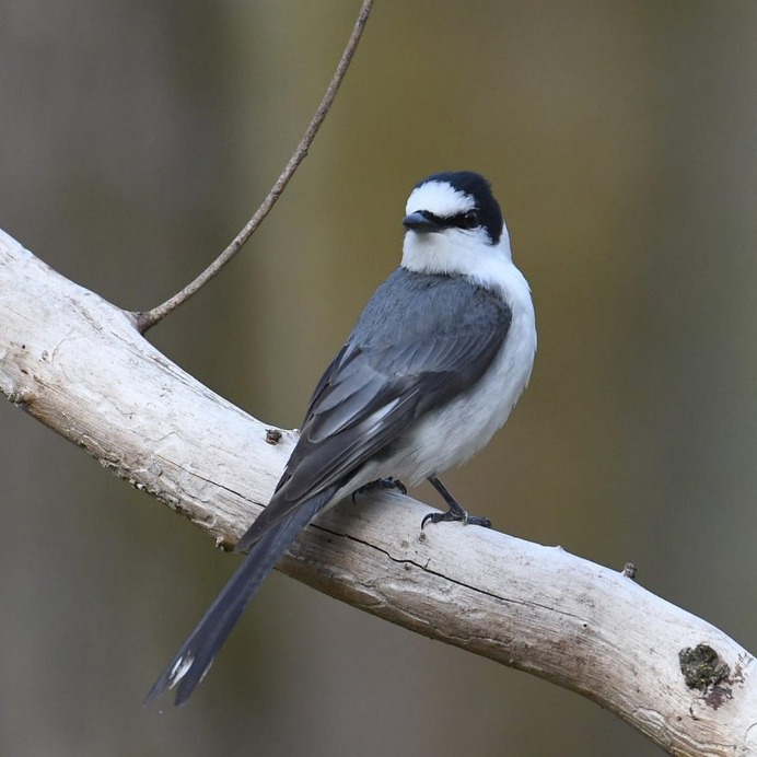 Birds of Japan: Beautiful Bird Photography by Hiroyuki Niimi