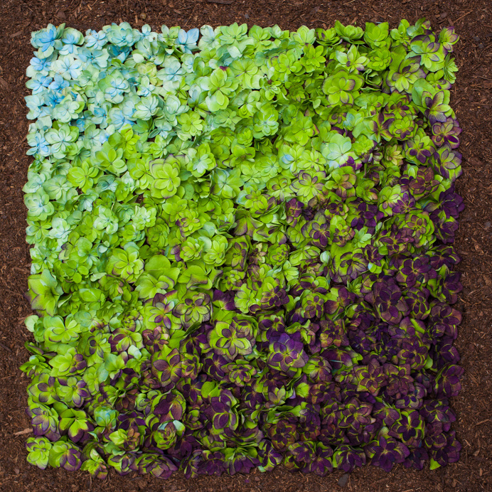 gradual arrangements emily blincoe
