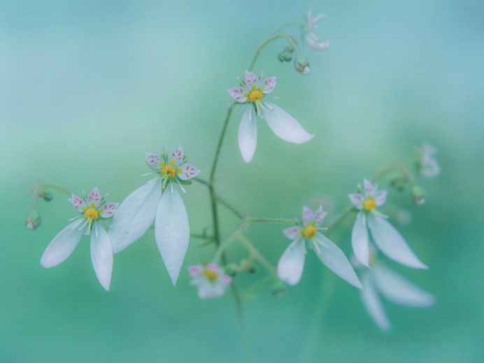 Beautiful Macro Flower Photography by Miyako Koumura