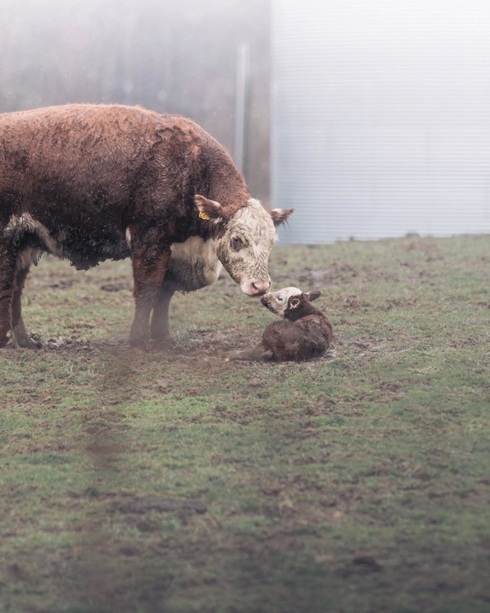 Animal Rights Photography: Sammantha Fisher Captures Amazing Animal Portraits