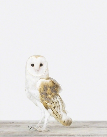 Owl - The Animal Print Shop - Sharon Montrose - Animal Photos - Wildlife Photography - Limited Edition Prints - Wall Decor -Gift Ideas - Unique Gifts #photography #owl