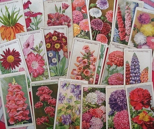 coqueterías - (via misswallflower) #packaging #seeds #pink