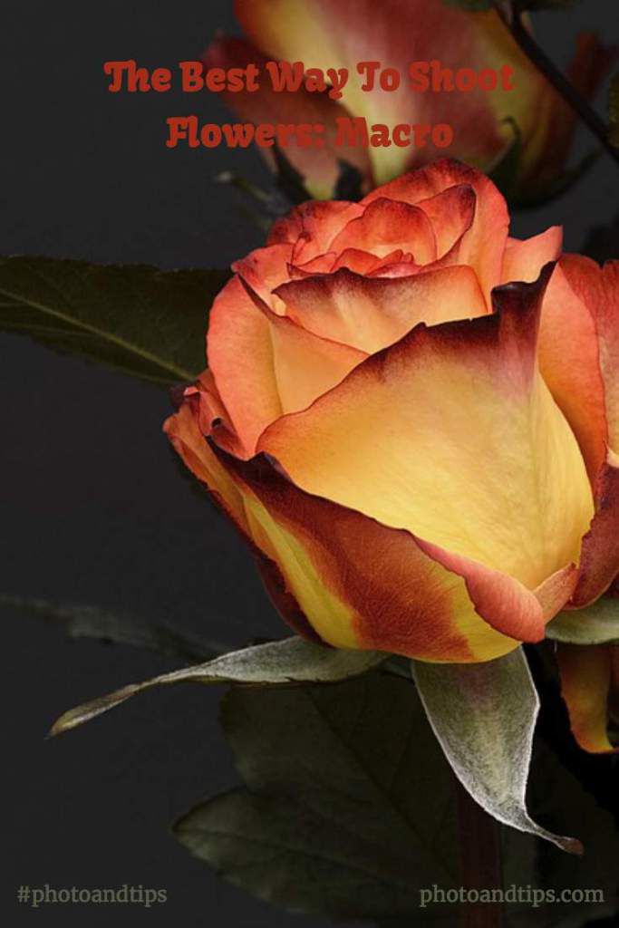 Flower Photography Tips Macro