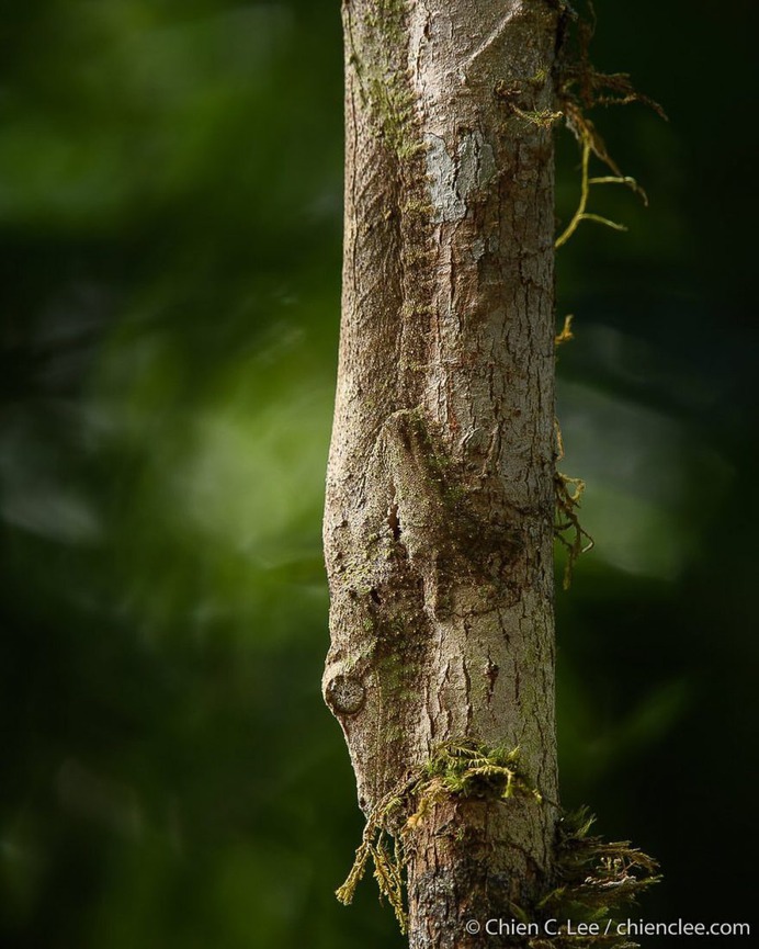 Wildlife Macro Photography in The Borneo Rainforest by Chien C. Lee