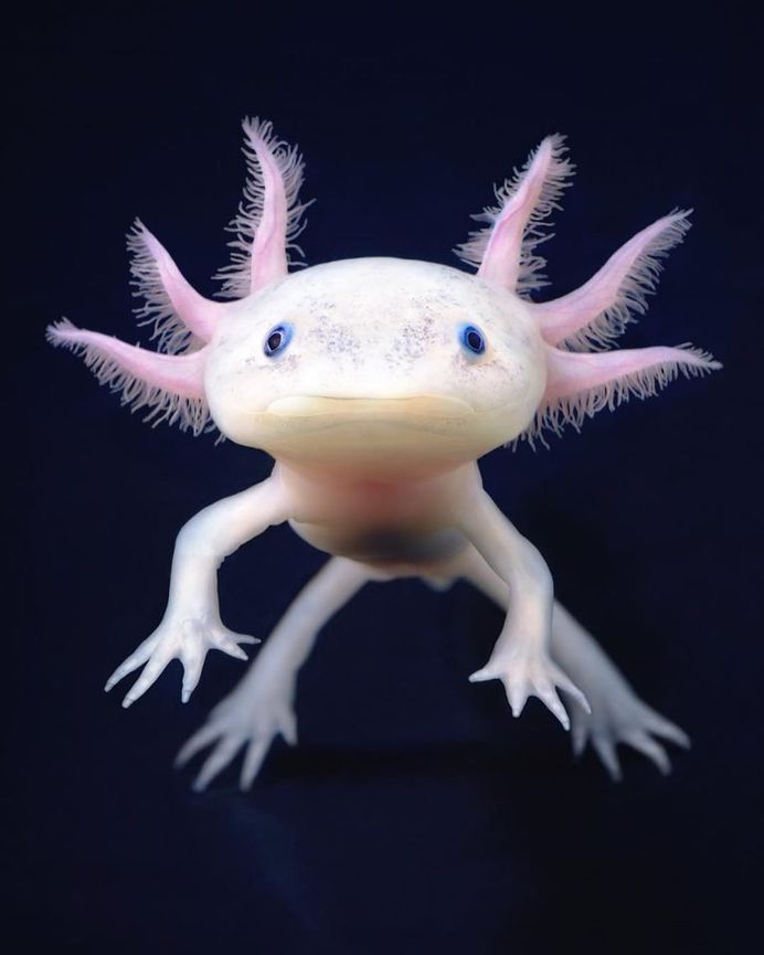 CALC // Axolotl // Tim Flach