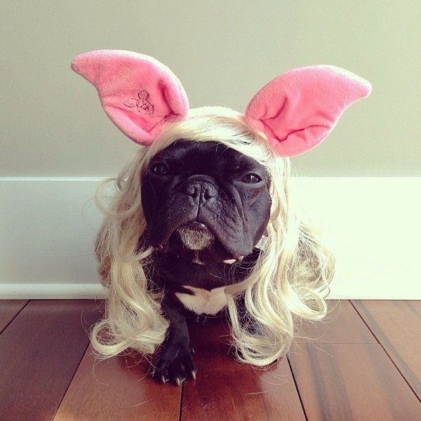 CJWHO ™ (Meet Trotter: The French Bulldog That's a Master...) #disguise #instagram #trotter #design #cute #master #puppy #french #animals #fashion #bulldog #dog