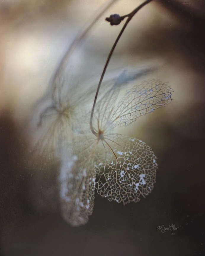 Fine Art Flowers Photography by Sara Möller