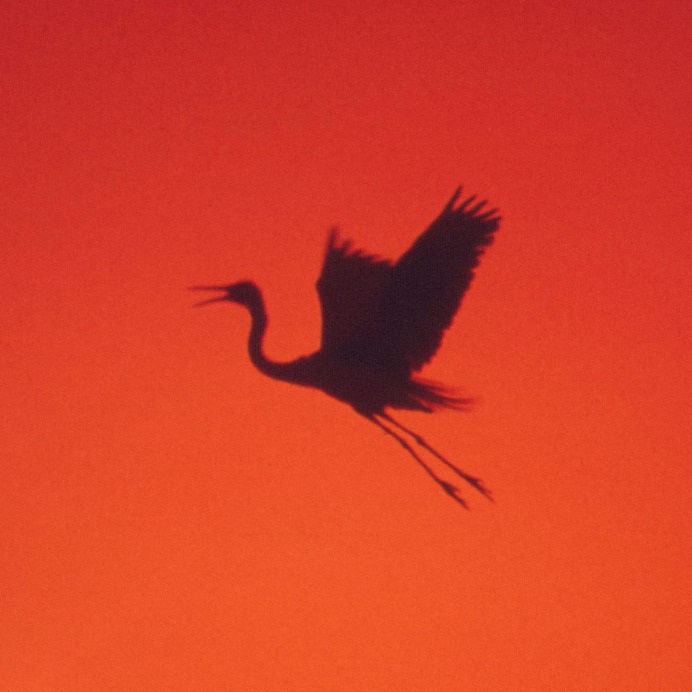 Herm the Younger Flight, 2018 Portfolio | Instagram | Contact