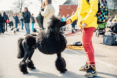 175/365 Dog Show #poodle #finland