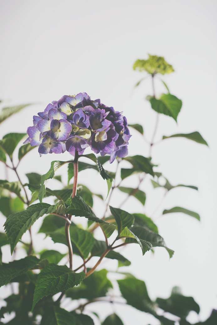 hydrangea8.jpg #plants #photography #studio #purple #flowers #green