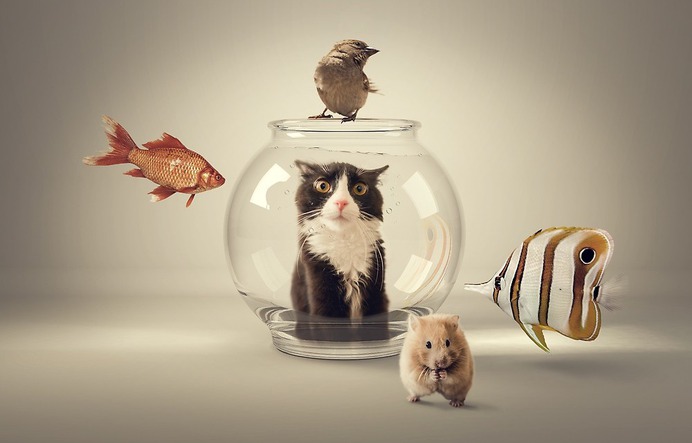 Curiosity killed the cat by mauro mondin #cat #fish #mouse #animals #humor #compositing #surreal #photomanipulation #photoshop