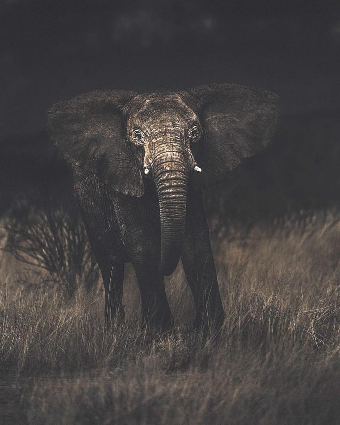Breathtaking Portraits of Wild Animals by Donal James Boyd