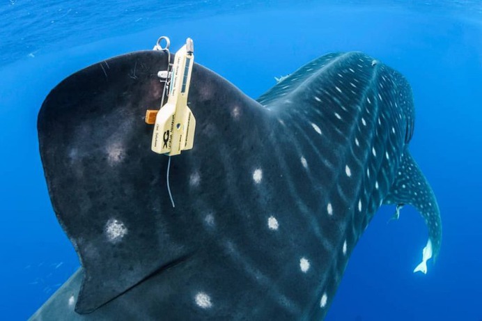 Majestic Underwater Shark Photos by Simon J Pierce