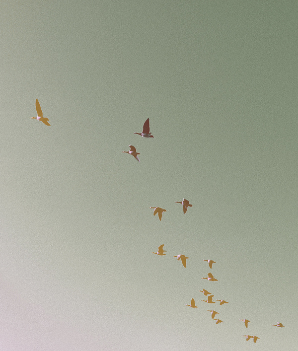 The Goose #goose #print #palegrain #birds #photography #nature #poster