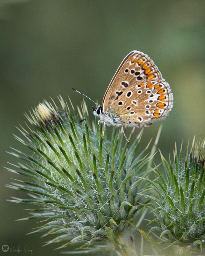 Beautiful Butterfly Pictures by Sandra Graf