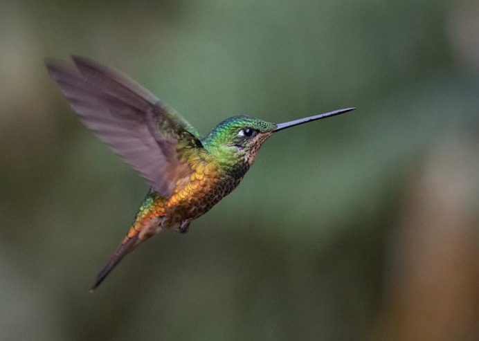 #hummingbird: Magnificent Birds Photography by Elijah Gildea