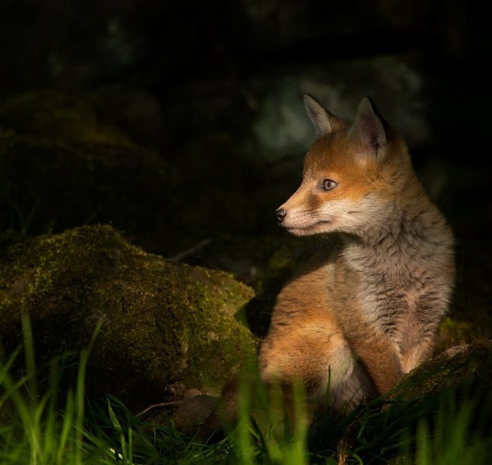 Stunning Photographs of Wild Animals by Andy Parkinson