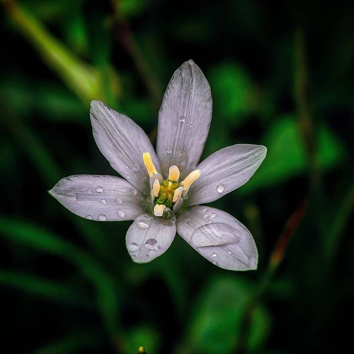 Breathtaking Flower Pictures by Photographer Matthew Busel