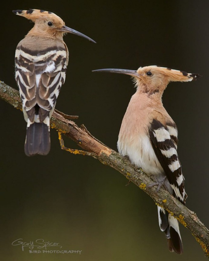 #perfect_birds: Fantastic Birds Photography by Gary Spicer