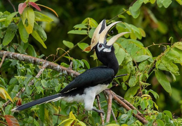 #kings_birds: Beautiful Bird Photography by Charles Ryan