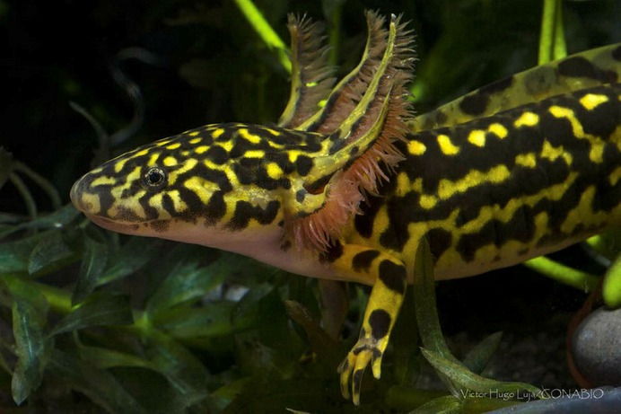 Ambystoma rosaceum